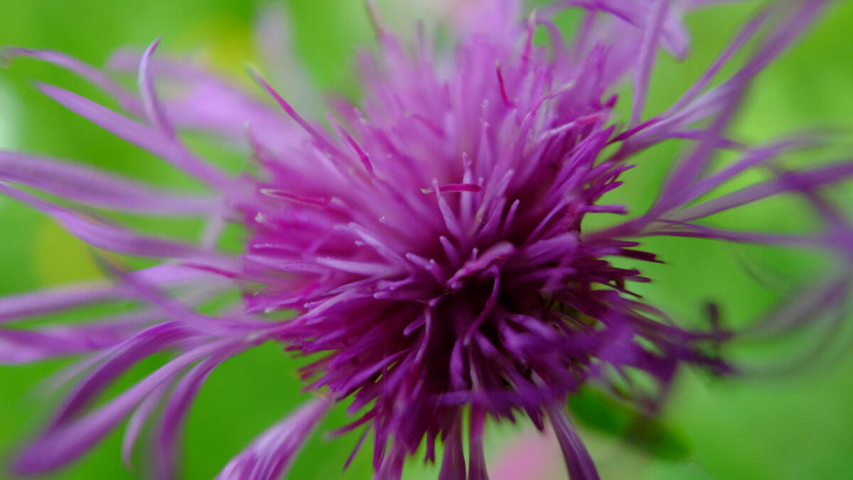 See "Floralies #10" of Guillaume De remusat