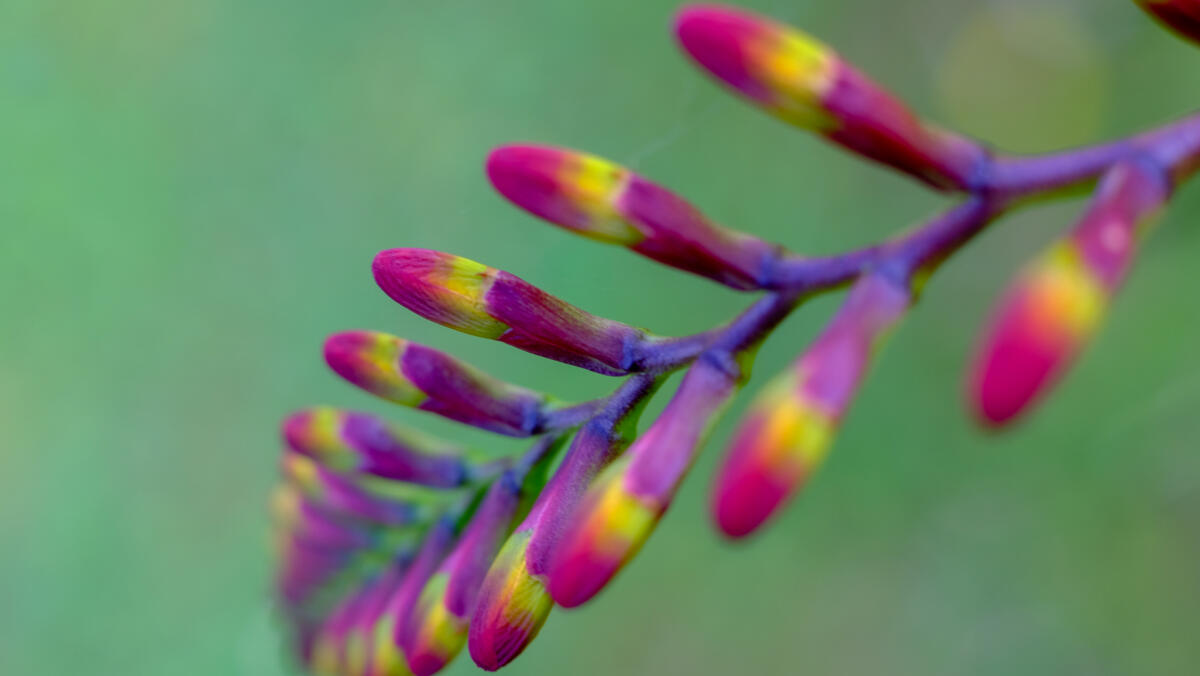 See "Floralies 15" of Guillaume De remusat