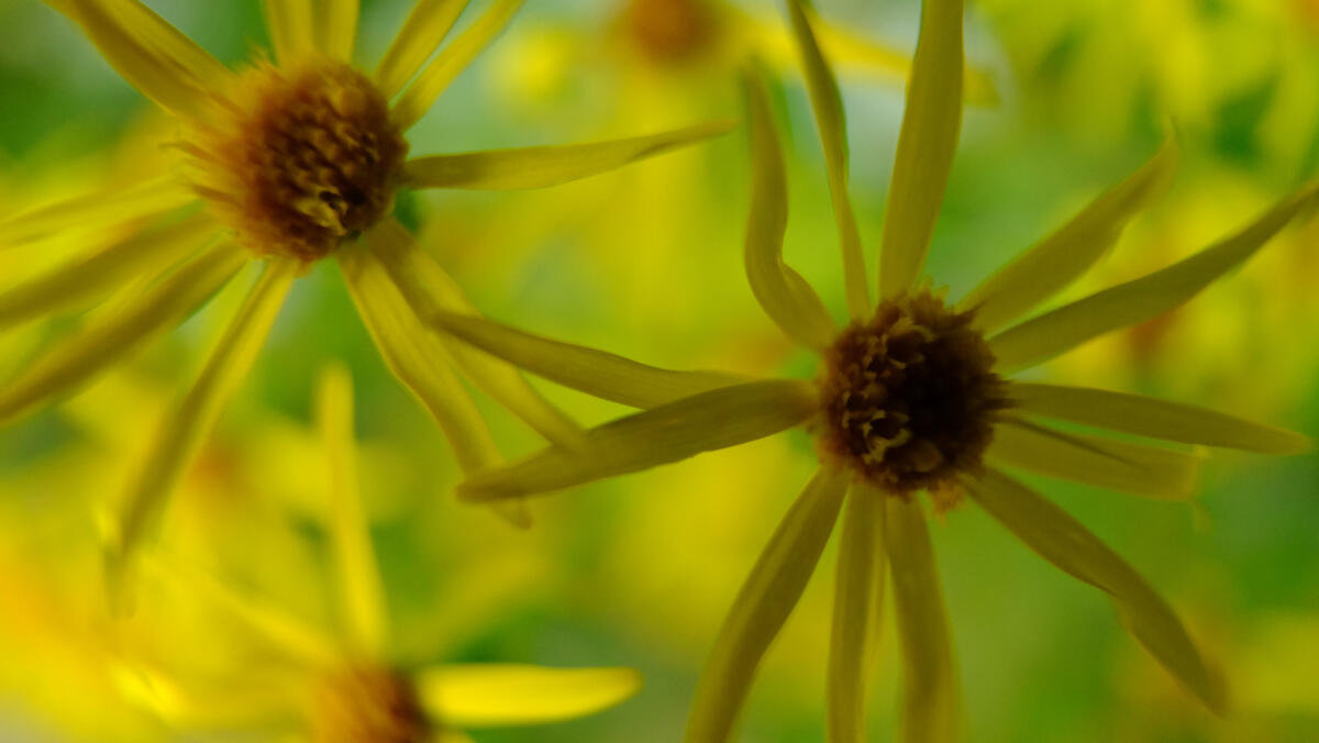 See "Floralies #2" of Guillaume De remusat